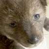 baby coyote